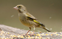 Greenfinch (Female)