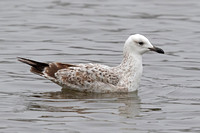 Caspian Gull (1st Winter)