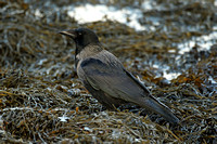 Hooded Crow x Carrion Crow (Hybrid)