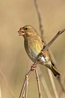 Greenfinch (Female)