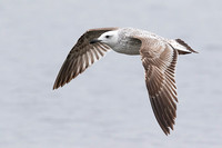 Caspian Gull (1st Winter)