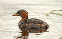 Little Grebe (Adult Moulting)