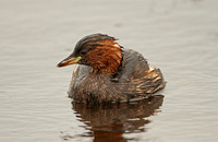 Little Grebe (Adult Moulting)