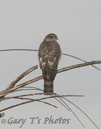 Eurasian Sparrowhawk (1st Winter Male)