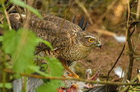 Eurasian Sparrowhawk (Female)