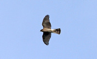 Eurasian Sparrowhawk (Juvenile)