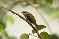 Little Bronze-cuckoo (Female)