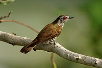 Little Bronze-cuckoo (Male)