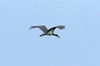Black Stork (Juvenile)