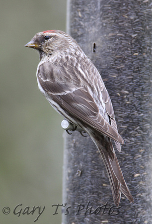 Common (Greenland) Redpoll (Adult -  Acanthis flammea rostrata)