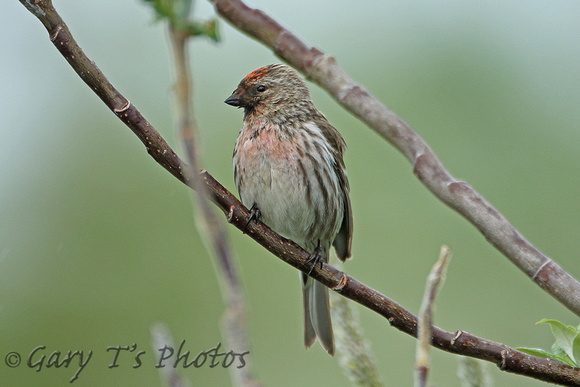 Common (Icelandic) Redpoll (Male -  Acanthis flammea islandica)