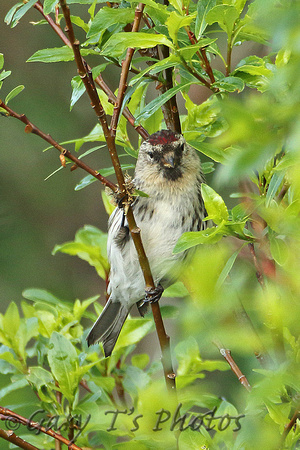 Common (Icelandic) Redpoll (Female -  Acanthis flammea islandica)