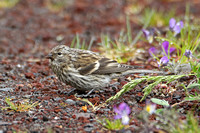 Common (Icelandic) Redpoll (Juvenile -  Acanthis flammea islandica)