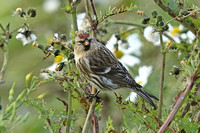 Common (Greenland) Redpoll (Adult -  Acanthis flammea rostrata)