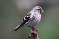 Common (Mealy) Redpoll (Female -  Acanthis flammea flammea)