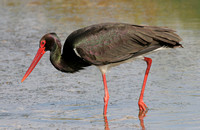 Black Stork (Adult)
