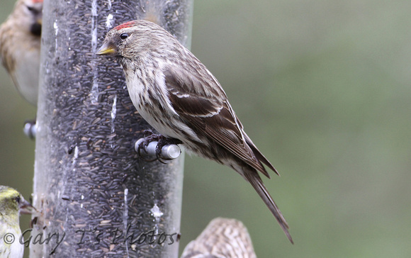 Common (Greenland) Redpoll (Adult -  Acanthis flammea rostrata)