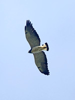 White-tailed Hawk (Adult)