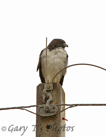 White-tailed Hawk (Sub-Adult)