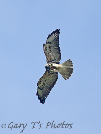 White-tailed Hawk (Juvenile)