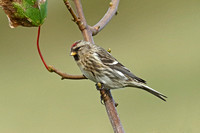 Common (Greenland) Redpoll (Adult -  Acanthis flammea rostrata)