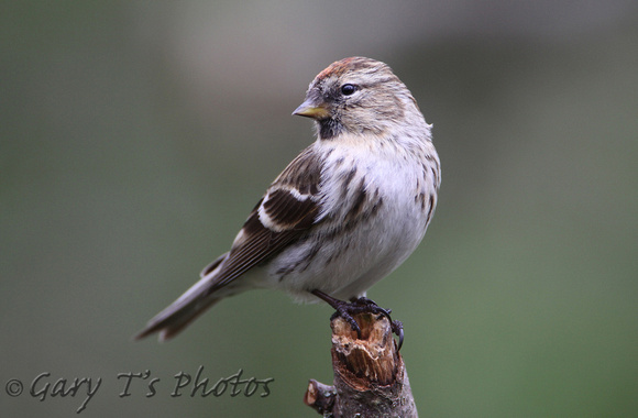 Common (Mealy) Redpoll (Female -  Acanthis flammea flammea)