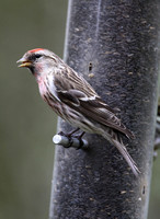 Common (Mealy) Redpoll (Male -  Acanthis flammea flammea)