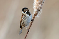 Reed Bunting (Male Summer)