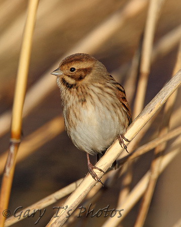 Reed Bunting (Female Winter)