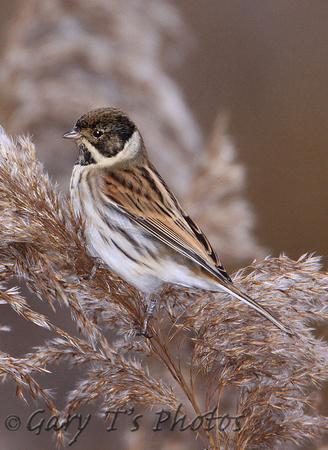 Reed Bunting (Male Winter)