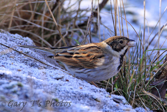 Reed Bunting (Male Winter)