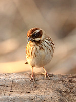 Reed Bunting (Female Summer)