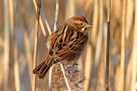 Reed Bunting (Female Winter)