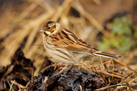 Reed Bunting (Female Moulting)