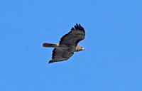 Red-tailed Hawk (Adult)