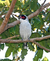 Masked Tityra (Male)