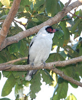 Masked Tityra (Male)