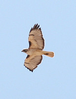 Red-tailed Hawk (Adult)