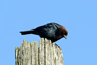 Brown-headed Cowbird