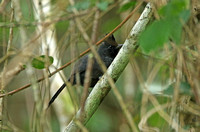 Tufted Antshrike (Male)