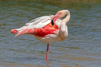 Greater Flamingo (Adult)