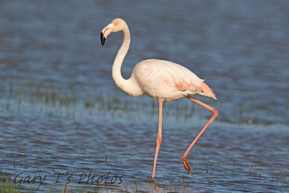 Greater Flamingo (Adult)