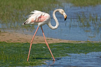 Greater Flamingo (Sub-adult)