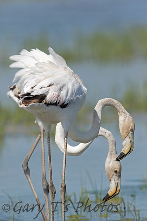 Greater Flamingo (Juveniles)