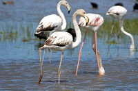 Greater Flamingo (Juvenile)