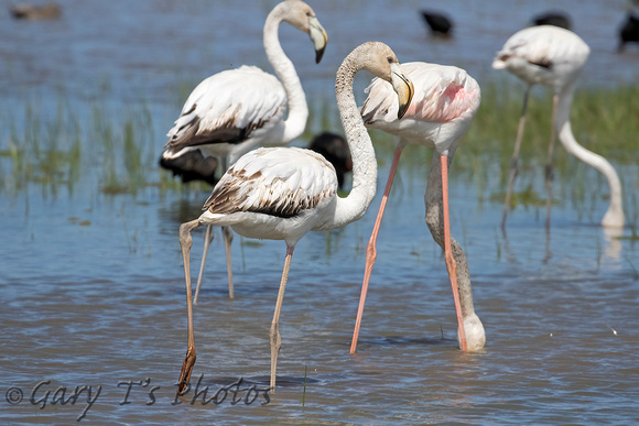 Greater Flamingo (Juvenile)