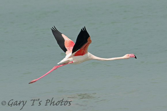 Greater Flamingo (Adult)