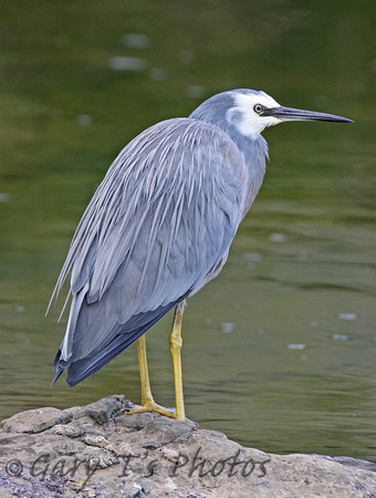 White-faced Heron