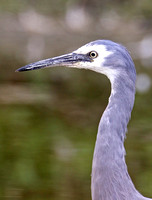 White-faced Heron