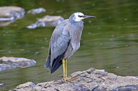 White-faced Heron